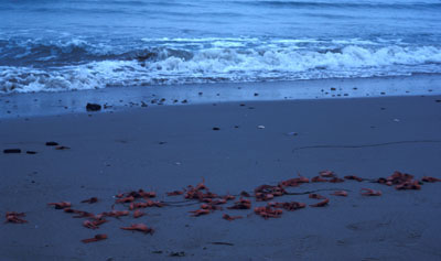 Red crabs on Santa Barbara beach, CA, El Niño year