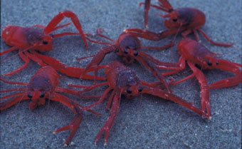 Red crabs on the beach