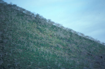 Floreana hillside in an El Niño year