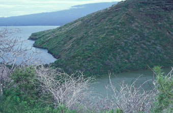 Tagus Cove in an El Niño year