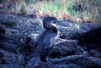 Galapagos flightless cormorant