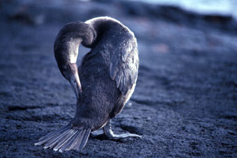 Preening Galapagos flightless cormorant