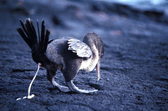 Galapagos flightless cormorant releasing guano
