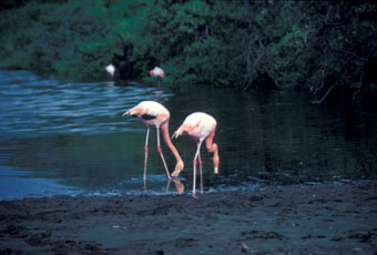 Galapagos flamingos in lagoon