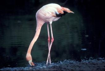 Galapagos flamingo feeding