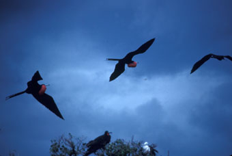 Frigate bird males with pouches displayed