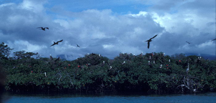 Frigate bird colony