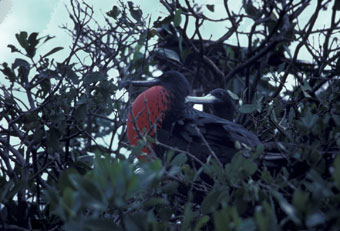 Frigate bird pair