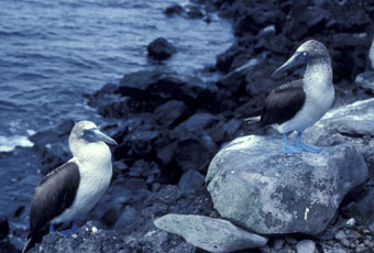 Blue-footed booby couple