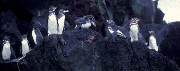 Galapagos penguin group