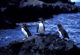 Galapagos penguin trio