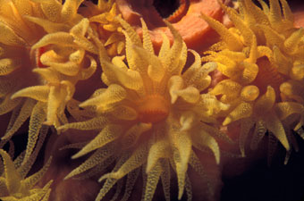 Popcorn coral extended close up