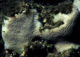 Coral colony alive with tentacles out