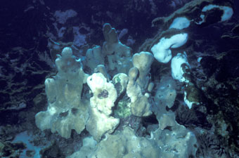 Coral colony with bleaching
