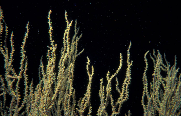 Black coral close up