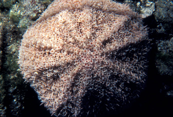 Toxic sea urchin