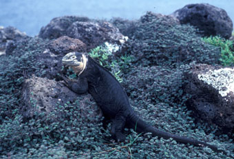 Land iguana during the severe '82/'83 year