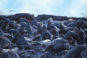 Marine iguana colony