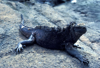 Marine iguana in the '82/'83 El Niño year