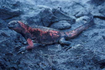 Marine iguana, red color pattern