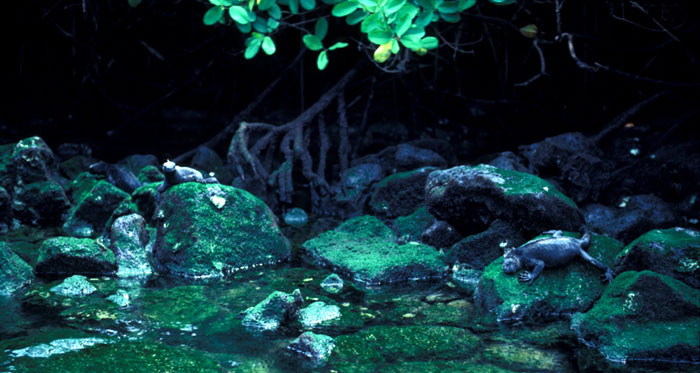 Healthy marine iguana colony in the '82/'83 El Niño year