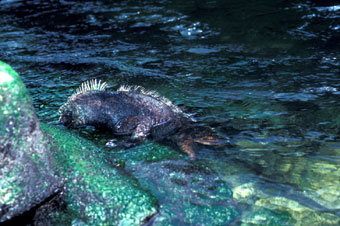 Marine iguana eating on shoreline