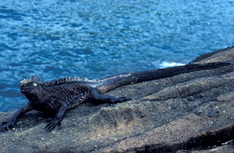 Shoreline with a marine iguana in the '82/'83 El Niño year