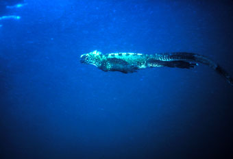 Marine iguana diving