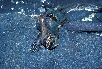 Decomposing marine iguana