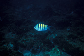 Lone Galapagos fish in El Niño
