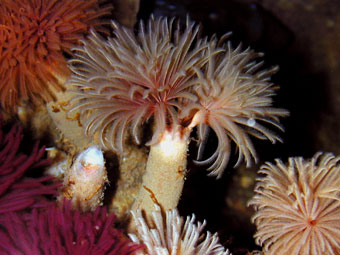 Marine Feather Duster Worms