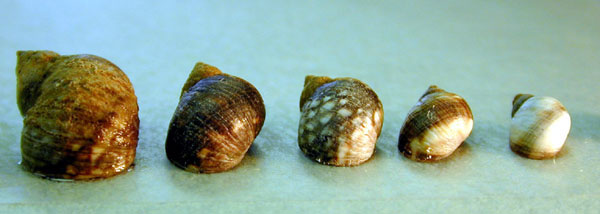 Periwinkle Snail shell diversity
