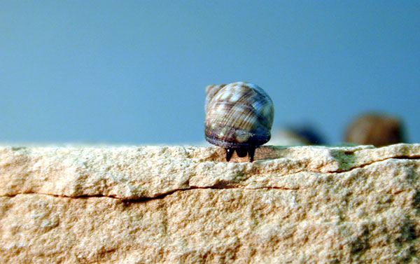 Periwinkle Snail pressing mouth (with radula) on rock to scrape algae