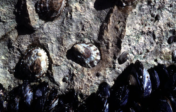 Fingernail Limpets sealed on their home scars