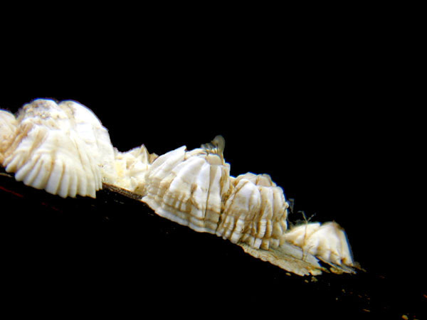 Balanus Barnacle with legs out, filter feeding on plankton