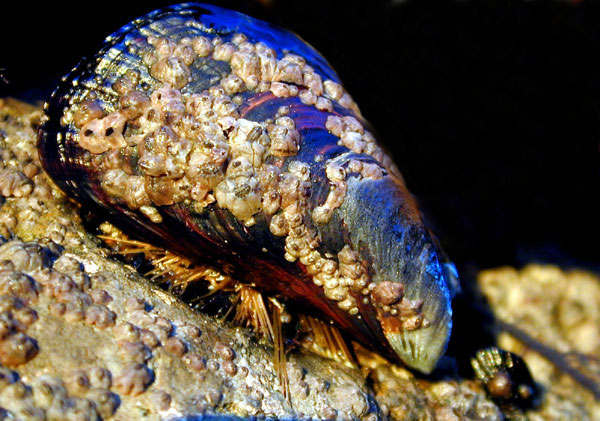 Mussel, its shells being used as a substrate by Buckshot Barnacles