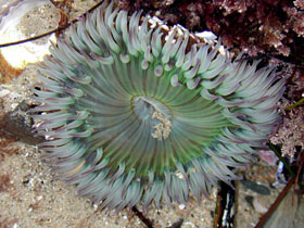 Green Starburst Anemone (from natural pigments)