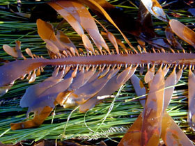 Feather Boa Kelp showing hourglass shaped meristem