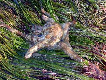 Octopus stranded in Surf Grass in tidepools