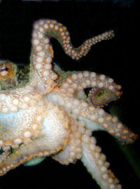Octopus legs and suckers