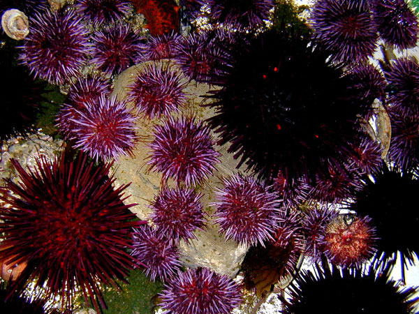 Sea Urchins (both 'purps' and 'frans'