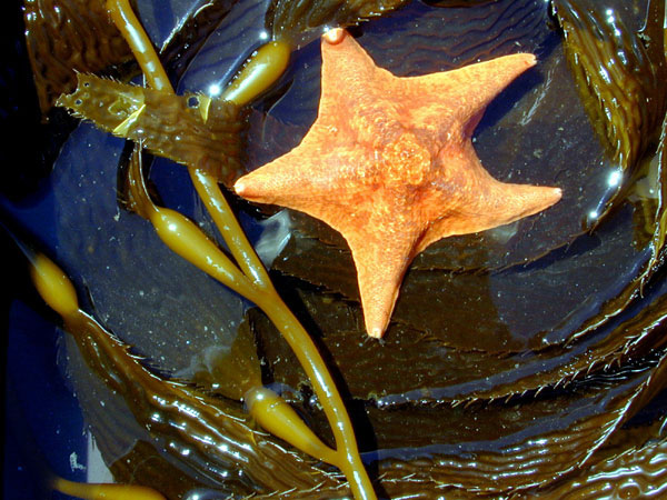 Bat Star in Kelp