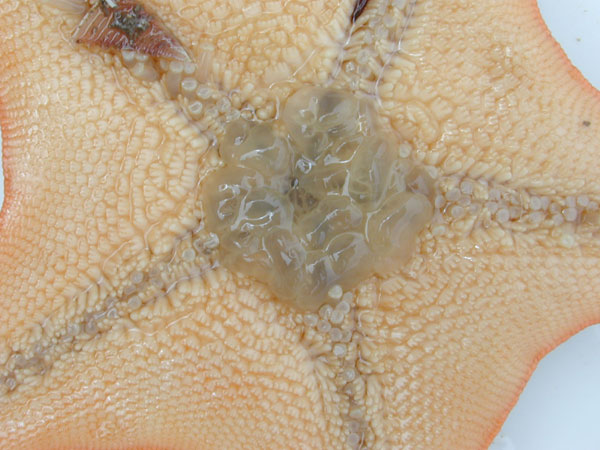 Close up of Bat Star everted stomach                      