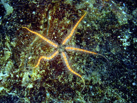 Brittle Star individual that has regrown the ends of several legs