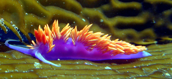 The Spanish Dancer nudibranch