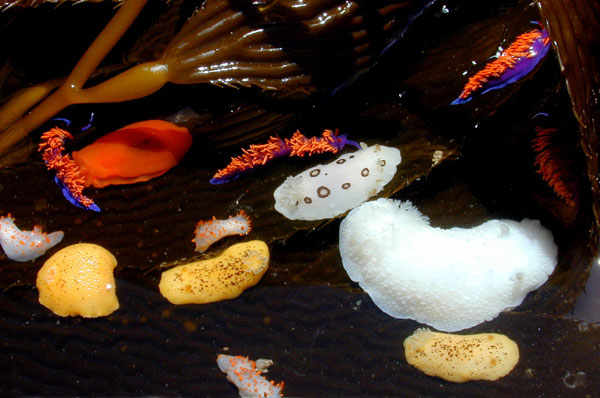 Nudibranch assortment in a tidepool with kelp