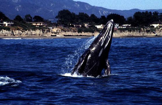 Gray Whale breaching off of Santa Barbara