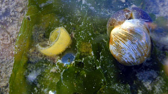Bubble Snail with Eggs