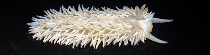 Shag Rug Nudibranch