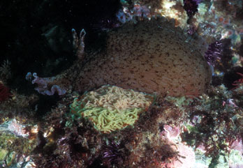 Sea Hare with Eggs